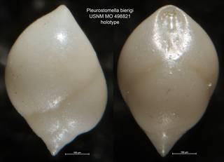To NMNH Paleobiology Collection (Pleurostomella bierigi USNM MO 498821 holotype)
