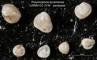 To NMNH Paleobiology Collection (Polymorphina byramensis USNM CC 2134 paratypes)