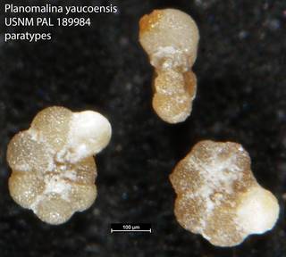 To NMNH Paleobiology Collection (Planomalina yaucoensis USNM PAL 189984 paratypes)