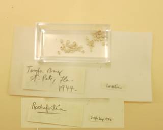 To NMNH Extant Collection (USNM 1481193)