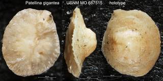 To NMNH Paleobiology Collection (Patellina gigantea USNM MO 687515 holotype)