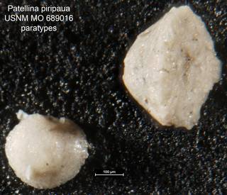 To NMNH Paleobiology Collection (Patellina piripaua USNM MO 689016 paratypes)
