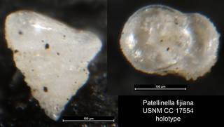 To NMNH Paleobiology Collection (Patellinella fijiana USNM CC 17554 holotype)