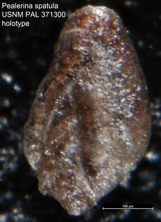 To NMNH Paleobiology Collection (Pealerina spatula USNM PAL 371300 holotype)