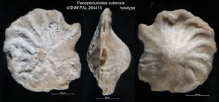 To NMNH Paleobiology Collection (Penoperculoides cubensis USNM PAL 264415 holotype)