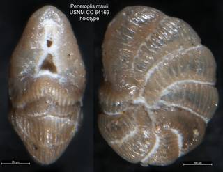 To NMNH Paleobiology Collection (Peneroplis mauii USNM CC 64169 holotype)