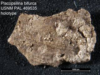 To NMNH Paleobiology Collection (Placopsilina bifurca USNM PAL 469535 holotype)