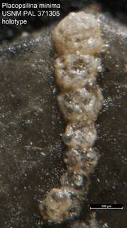 To NMNH Paleobiology Collection (Placopsilina minima USNM PAL 371305 holotype)