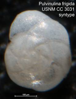 To NMNH Paleobiology Collection (Pulvinulina frigida USNM CC 3031 syntype left spec)