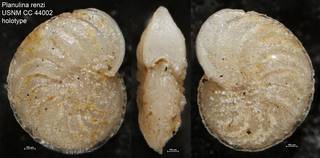 To NMNH Paleobiology Collection (Planulina renzi USNM CC 44002 holotype)