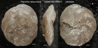 To NMNH Paleobiology Collection (Planulina rakauroana USNM MO 689017 paratype)
