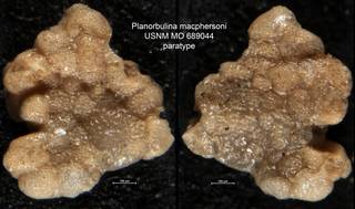 To NMNH Paleobiology Collection (Planorbulina macphersoni USNM MO 689044 paratype)