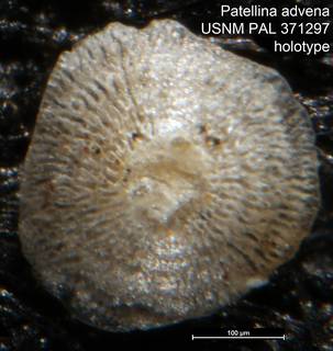 To NMNH Paleobiology Collection (Patellina advena USNM PAL 371297 holotype)