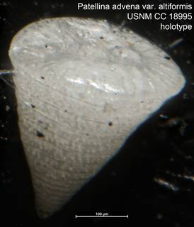To NMNH Paleobiology Collection (Patellina advena var. altiformis USNM CC 18995 holotype)