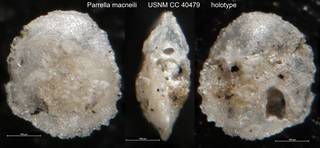 To NMNH Paleobiology Collection (Parrella macneili USNM CC 40479 holotype)