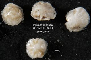 To NMNH Paleobiology Collection (Parrella expansa USNM CC 38531 paratypes)