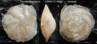 To NMNH Paleobiology Collection (Parrella desertorum USNM CC 58028 holotype)