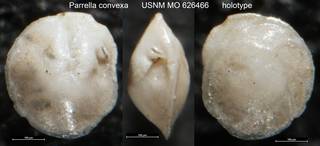 To NMNH Paleobiology Collection (Parrella convexa USNM MO 626466 holotype)