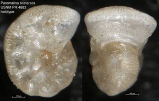 To NMNH Paleobiology Collection (Paromalina bilateralis USNM PR 4883 holotype)