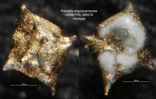 To NMNH Paleobiology Collection (Parkiella angulocamerata USNM PAL 489216 holotype)