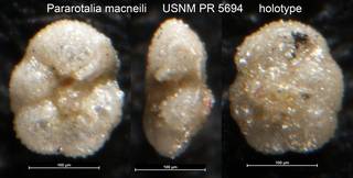 To NMNH Paleobiology Collection (Pararotalia macneili USNM PR 5694 holotype)