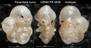 To NMNH Paleobiology Collection (Pararotalia curryi USNM PR 5808 holotype)