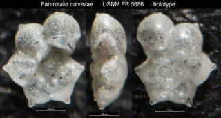To NMNH Paleobiology Collection (Pararotalia calvezae USNM PR 5686 holotype)