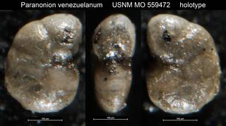 To NMNH Paleobiology Collection (Paranonion venezuelanum USNM MO 559472 holotype)