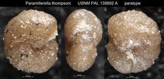To NMNH Paleobiology Collection (Paramillerella thompsoni USNM PAL 139892 A paratype)