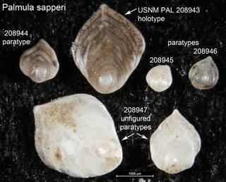To NMNH Paleobiology Collection (Palmula sapperi USNM PAL 208943 holotype and 208944-947 paratypes)