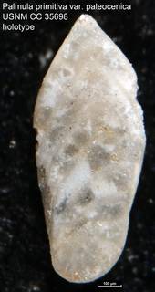 To NMNH Paleobiology Collection (Palmula primitiva var. paleocenica USNM CC 35698 holotype)