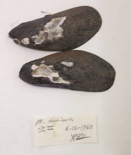 To NMNH Extant Collection (USNM 1481775)