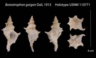 To NMNH Extant Collection (Boreotrophon gorgon    USNM 110771)