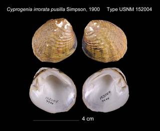 To NMNH Extant Collection (Cyprogenia irrorata pusilla USNM 152004)
