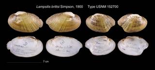 To NMNH Extant Collection (Lampsilis brittsi    USNM 152700)