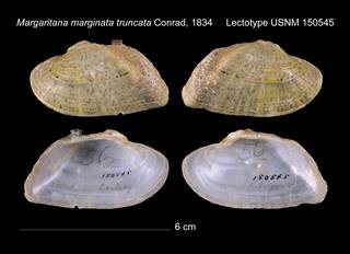 To NMNH Extant Collection (Margaritana marginata truncata Lectotype    USNM 150545)