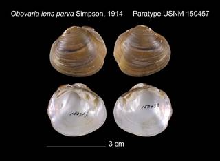 To NMNH Extant Collection (Obovaria lens parva Paratype    USNM 150457)