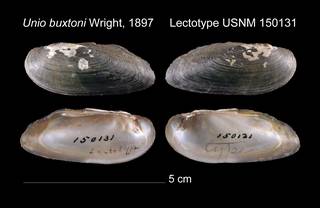 To NMNH Extant Collection (Unio buxtoni Lectotype    USNM 150131)