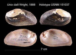 To NMNH Extant Collection (Unio dalli Holotype    USNM 151037)