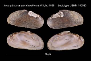 To NMNH Extant Collection (Unio gibbosus armathwaitensis Lectotype    USNM 150523)