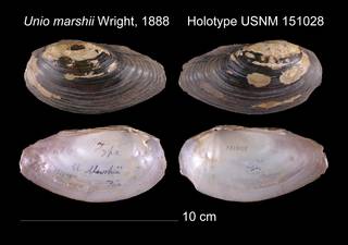 To NMNH Extant Collection (Unio marshii Holotype    USNM 151028)