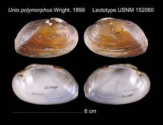 To NMNH Extant Collection (Unio polymorphus Lectotype    USNM 152060)
