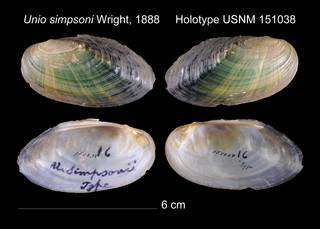 To NMNH Extant Collection (Unio simpsoni Holotype    USNM 151038)