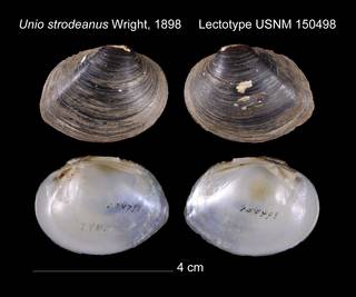 To NMNH Extant Collection (Unio strodeanus Lectotype    USNM 150498)