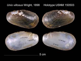 To NMNH Extant Collection (Unio villosus Holotype    USNM 150503)