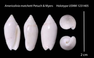 To NMNH Extant Collection (Americolivia matchetti    USNM 1231405)