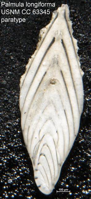 To NMNH Paleobiology Collection (Palmula longiforma USNM CC 63345 paratype)