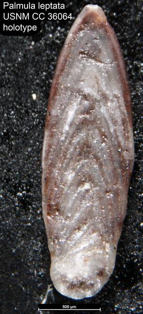 To NMNH Paleobiology Collection (Palmula leptata USNM CC 36064 holotype)