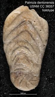 To NMNH Paleobiology Collection (Palmula dentonensis USNM CC 36057 holotype)