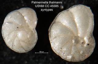 To NMNH Paleobiology Collection (Palmerinella thalmanni USNM CC 45585 syntypes)